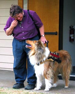 Kings Valley Collies service dog Ramsey in harness training with Leslie.
