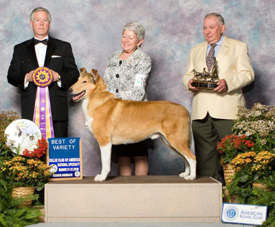 BISS Ch Kings Valley Demuir Here I Am, call name Cameron, is named Best of Variety Smooth at the Collie Club of America National Specialty Show.