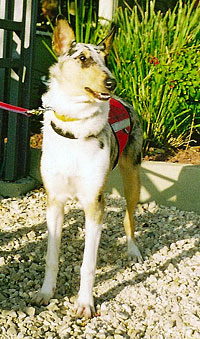 Epilepsy alert dog and smooth collie Blue Sky of Netiv HaAyit, bred from Kings Valley Collies
