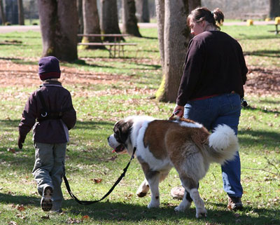 Saints for Safety, Security and Serenity trained Saint Bernard Penny to help an autistic boy, Nathan. Here, she walks with Nathan and mom Tammy through the park.