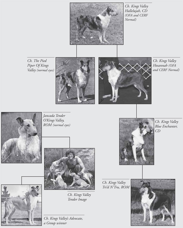 Chart of Kings Valley Collies top producing dogs.