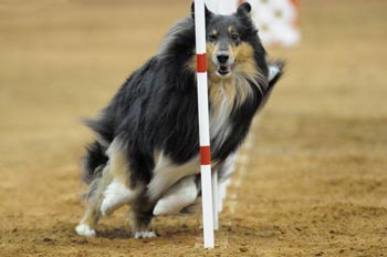 JoJo, shown here competing in the poles portion of an agility contest, is also known as MACH Ryder's First Edition, XF and she is a full sister of Ch. Kings Valley She's A Ryder, HC,TC.