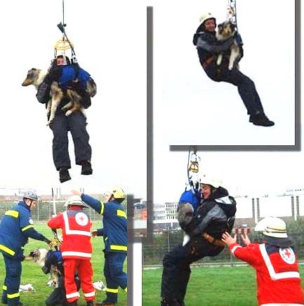 Collies in Germany participate in a practice session for a Medical Search & Rescue Team.