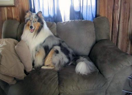 Sammy, a mobility assistance dog from Kings Valley Collies in Corvallis, Oregon, relaxes at his new home.