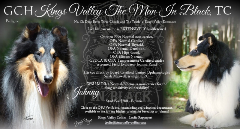 Kings Valley Collies Johnny Sire man in black