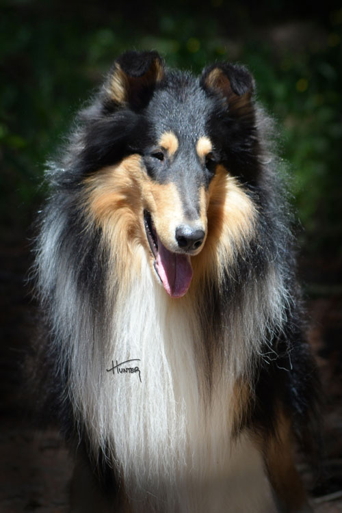 Kings Valley Collies Johnny Sire man in black