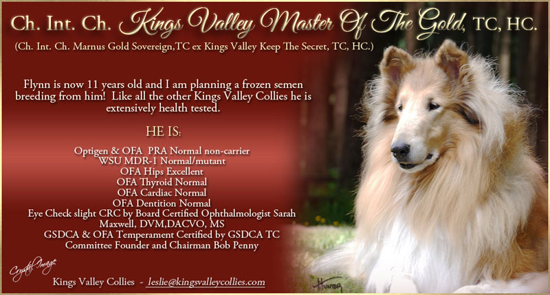 Flynn Collie Service Collie Sire Kings Valley Collies
