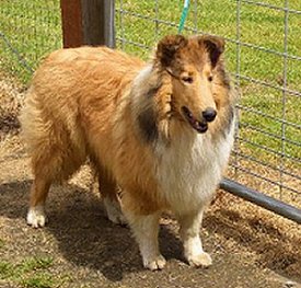 Kings Valley Collies dog Truly from KVC dam Honey.