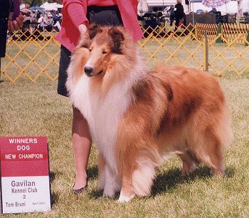 Kings Valley Collies sire Brady.