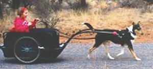 A collie pulls a cart with a young child.