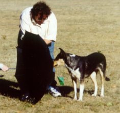 A collie examines an object during a temperment test.