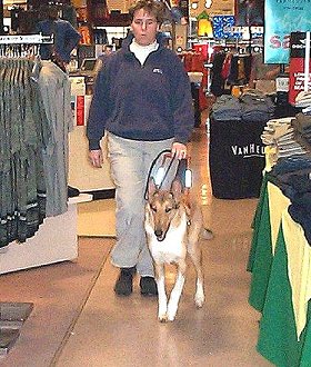 Guide dog Sailor leads his handler through a department store.