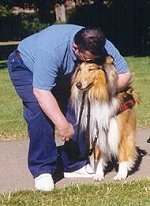 Collies for mobility and support can help with all kinds of needs.