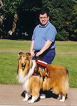 An assistance collie helps a man get around more easily.