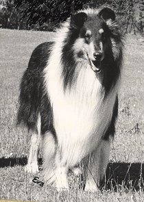 Kings Valley service dog Cole as an adult.