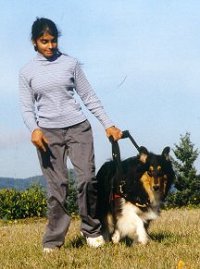 Kings Valley Collies mobility dog Silly helps his partner Meghla.